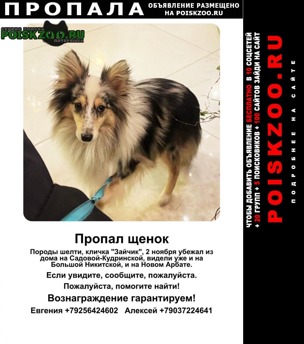 Пропала собака шелти Москва