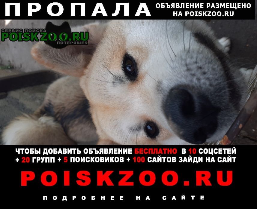 Пропала собака убежала собака 1.5 лет.зовут барбара. Пятигорск