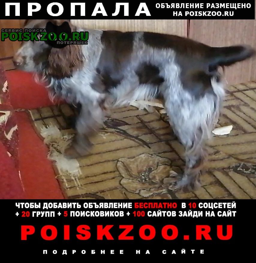 Пропала собака кобель Ростов