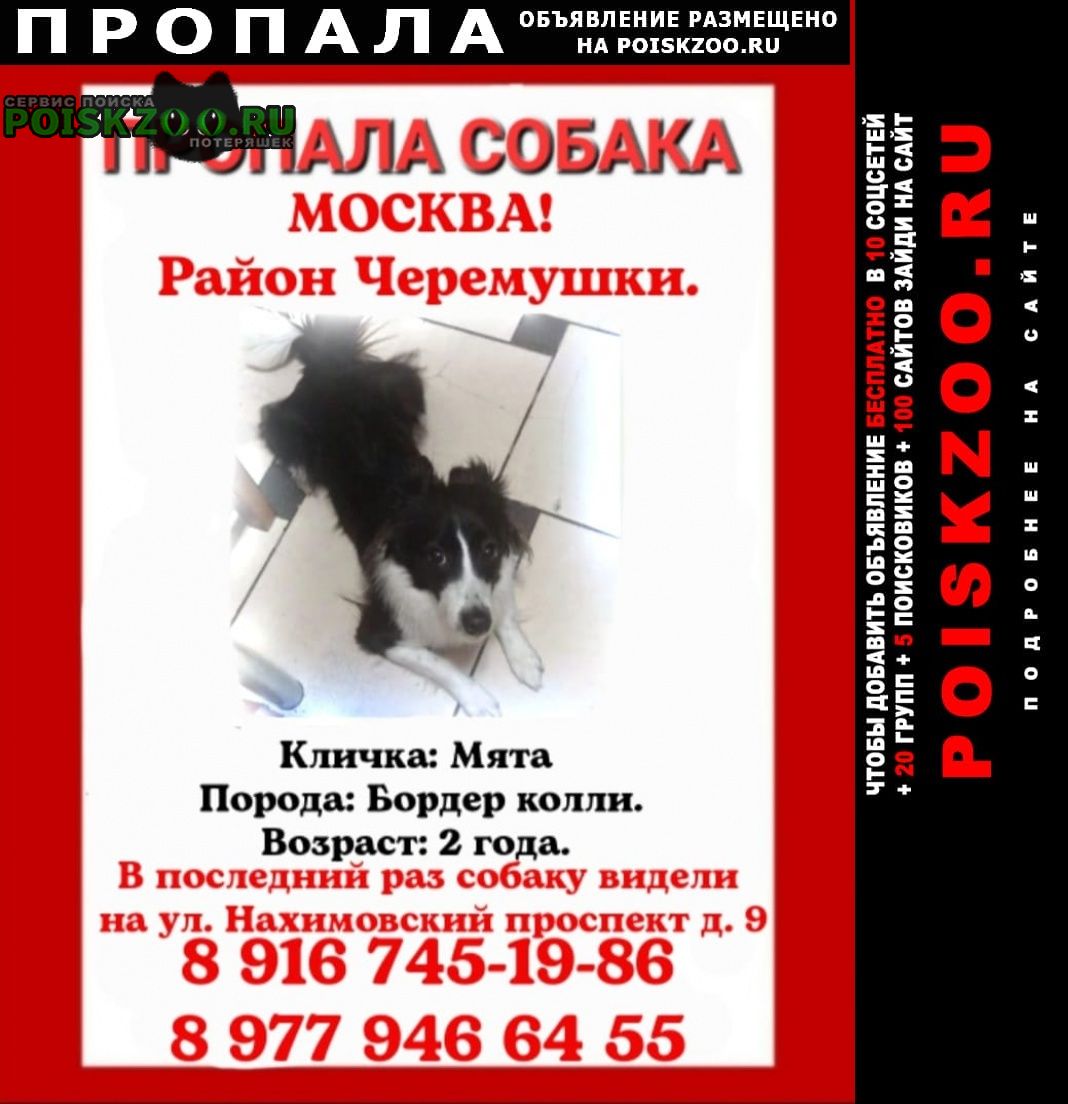 Москва Пропала собака кличка мята