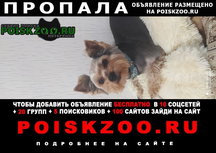 Пропала собака кобель йоркширский терьер. кобелек 5 лет Железноводск(Ставропольский)