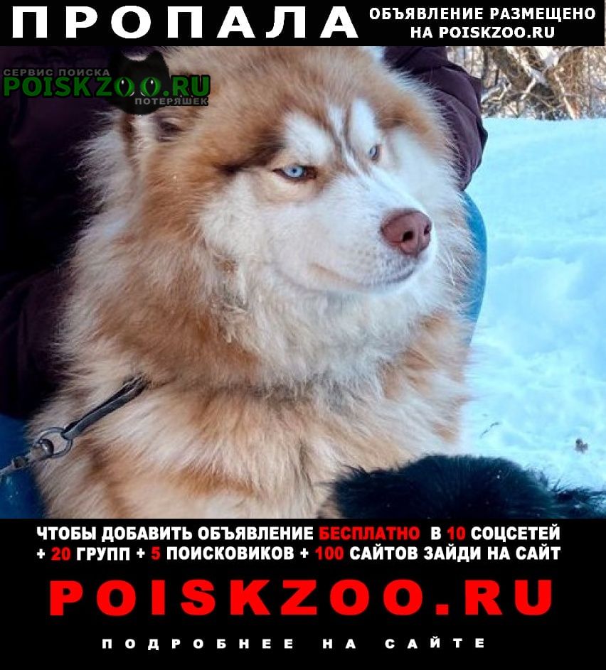 Пропала собака кобель хаски байкал Саранск