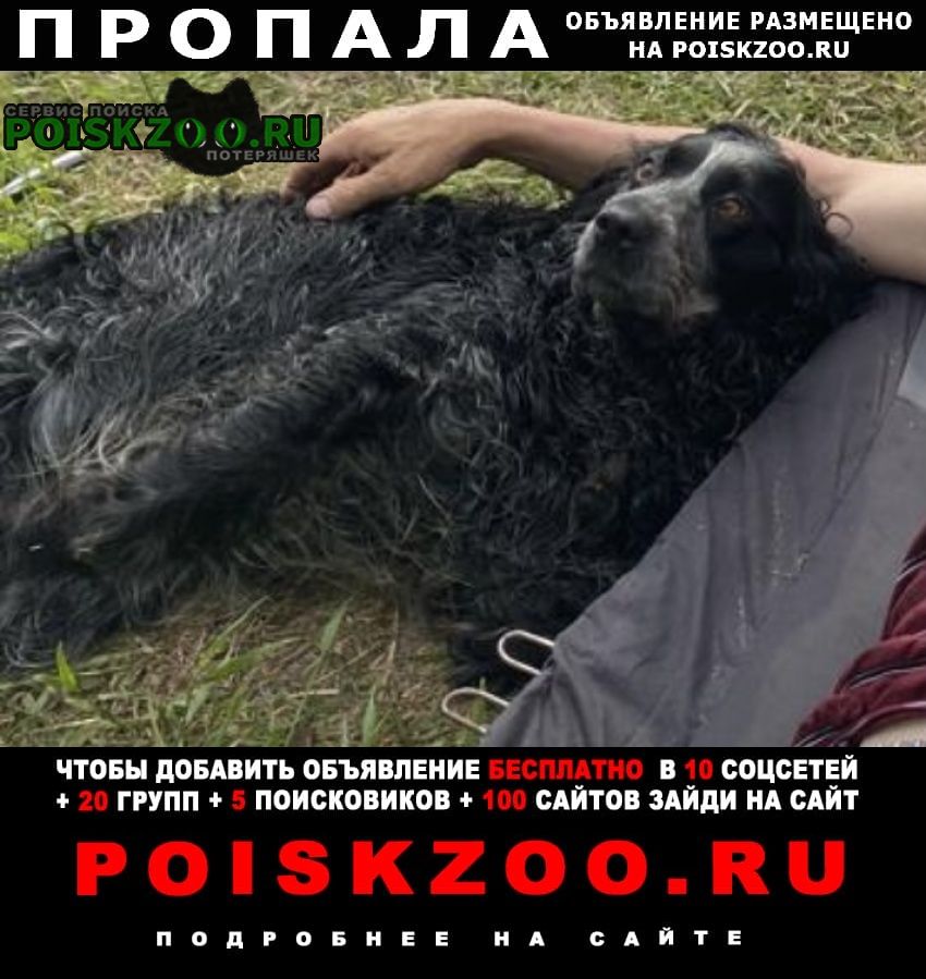 Пропала собака кобель Владивосток