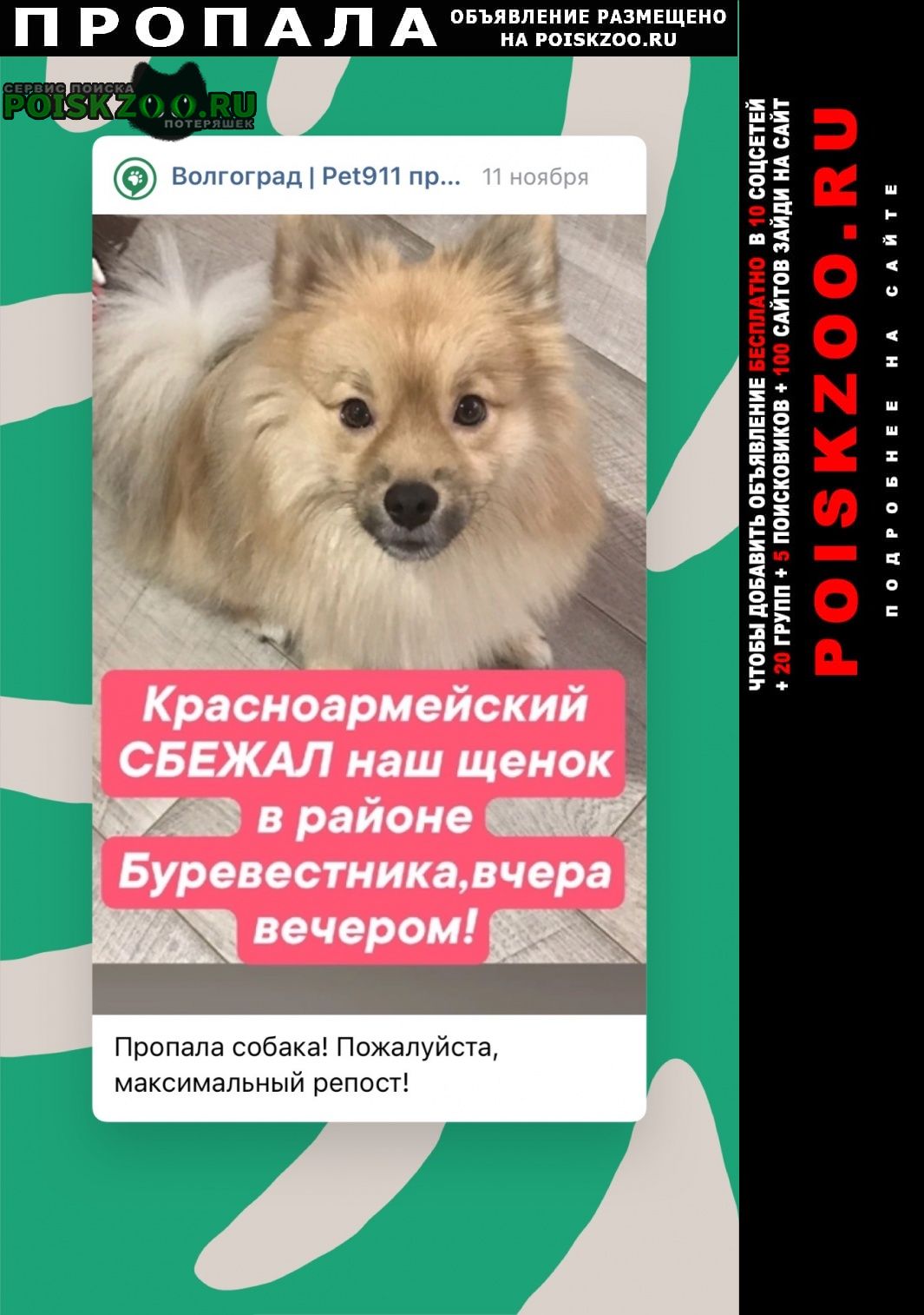 Пропала собака кобель шпиц помогите Волгоград