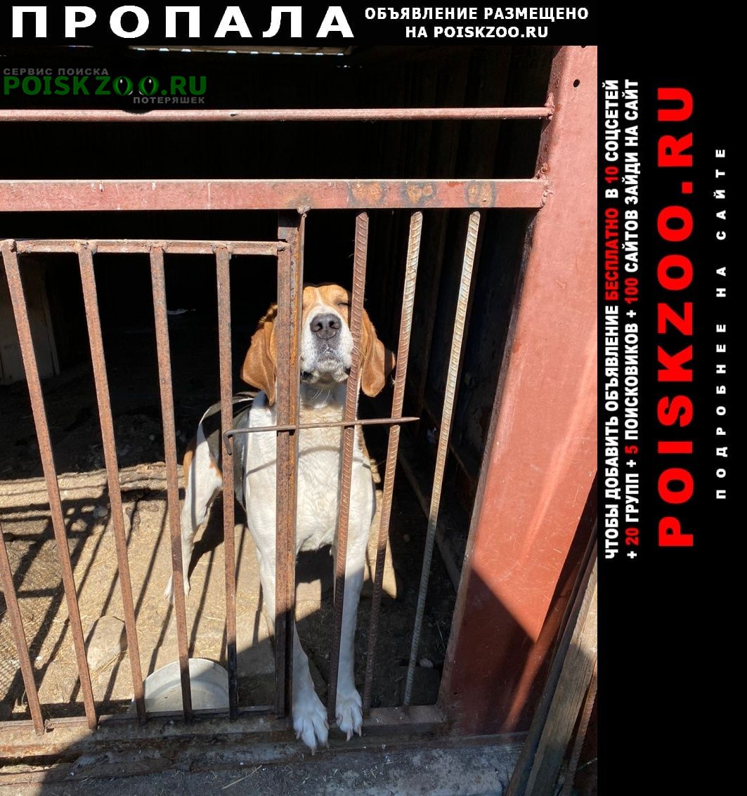 Пропала собака кобель охотничья собака Новосибирск