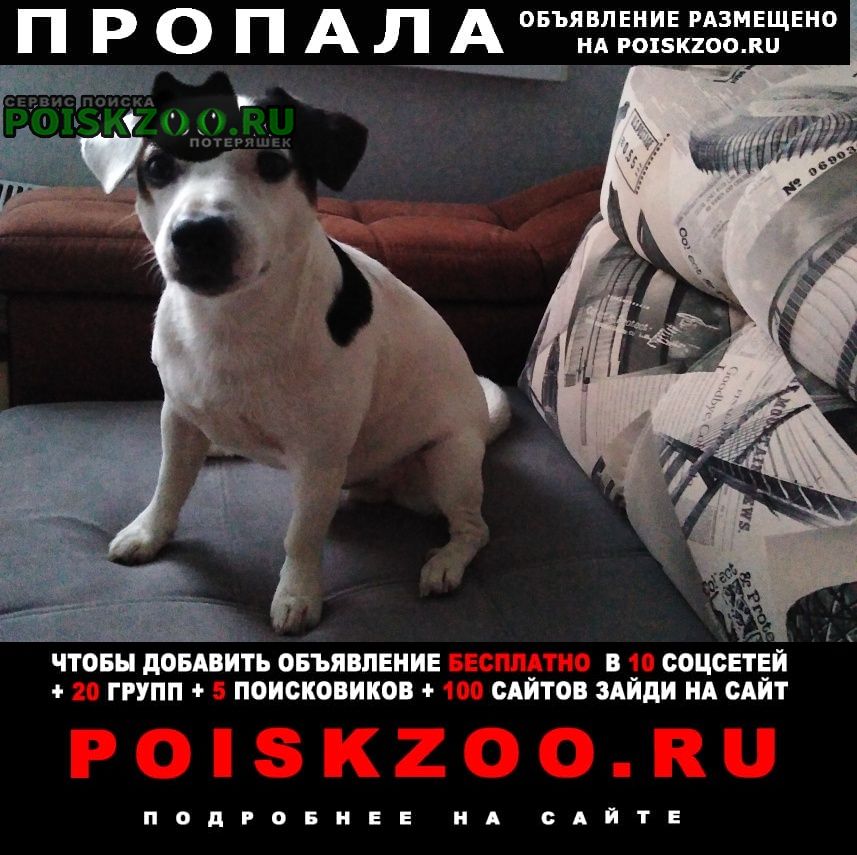 Пропала собака кобель Тольятти