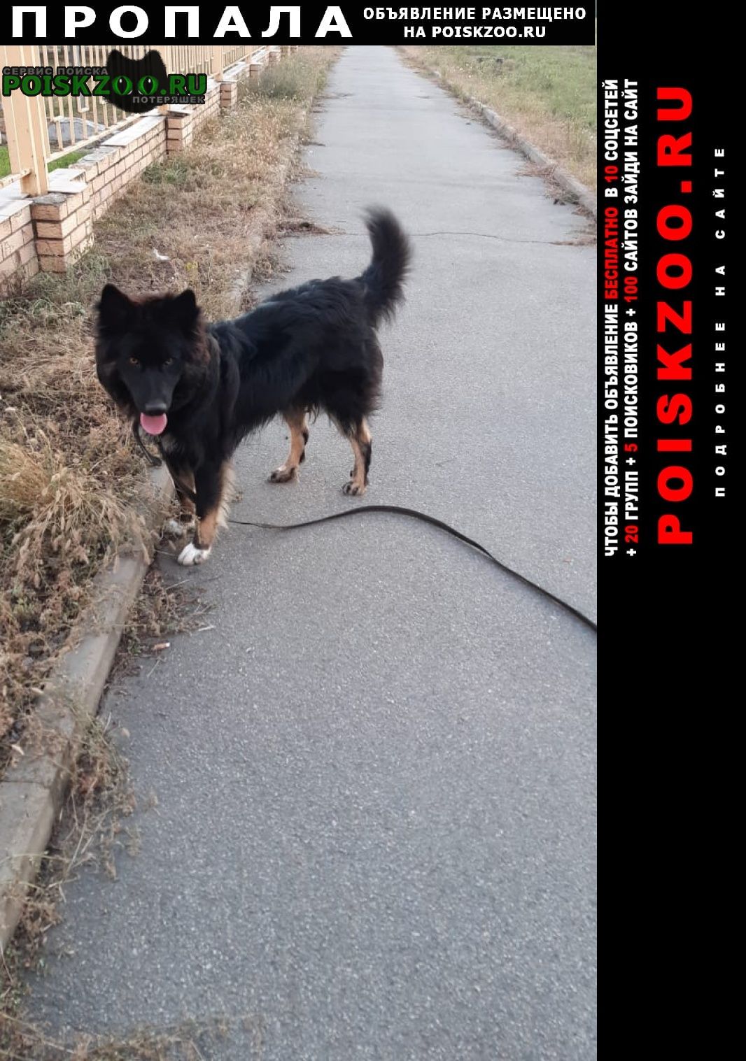 Пропала собака кобель 13 ноября по кличке мишка Севастополь