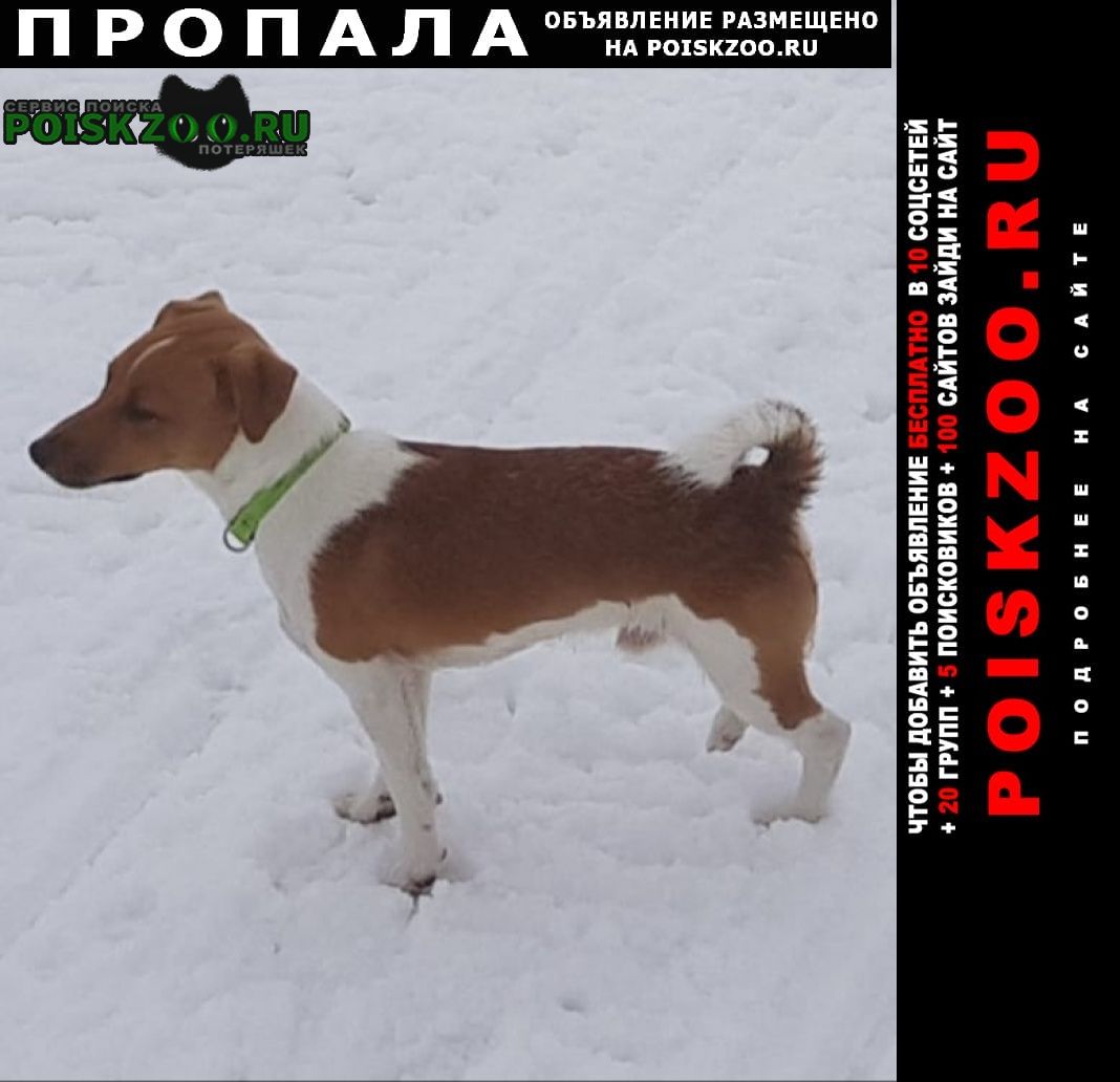 Пропала собака кобель джек-рассел терьер Нарофоминск