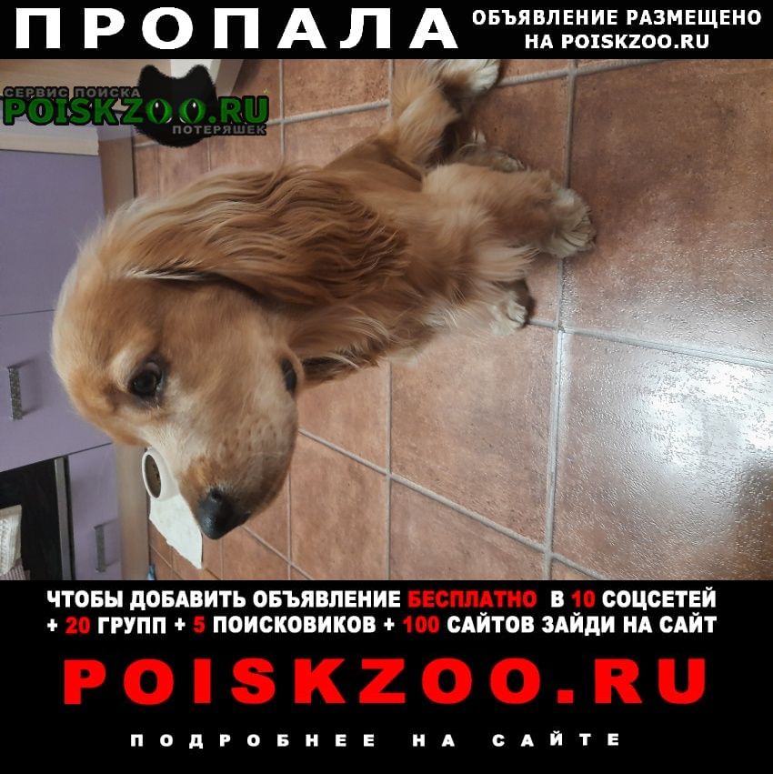 Пропала собака кобель Краснодар