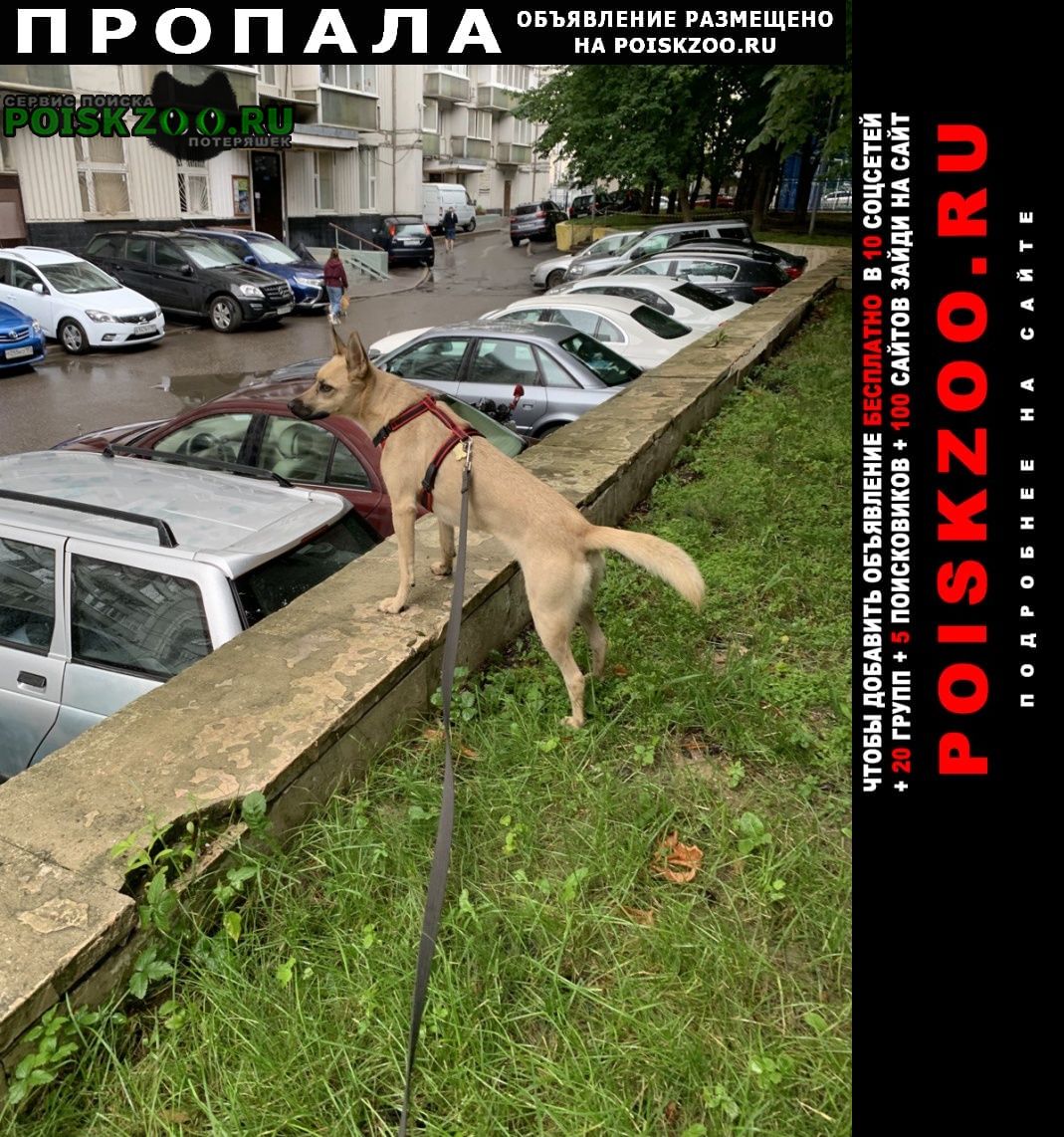 Пропала собака в парке ваке Тбилиси