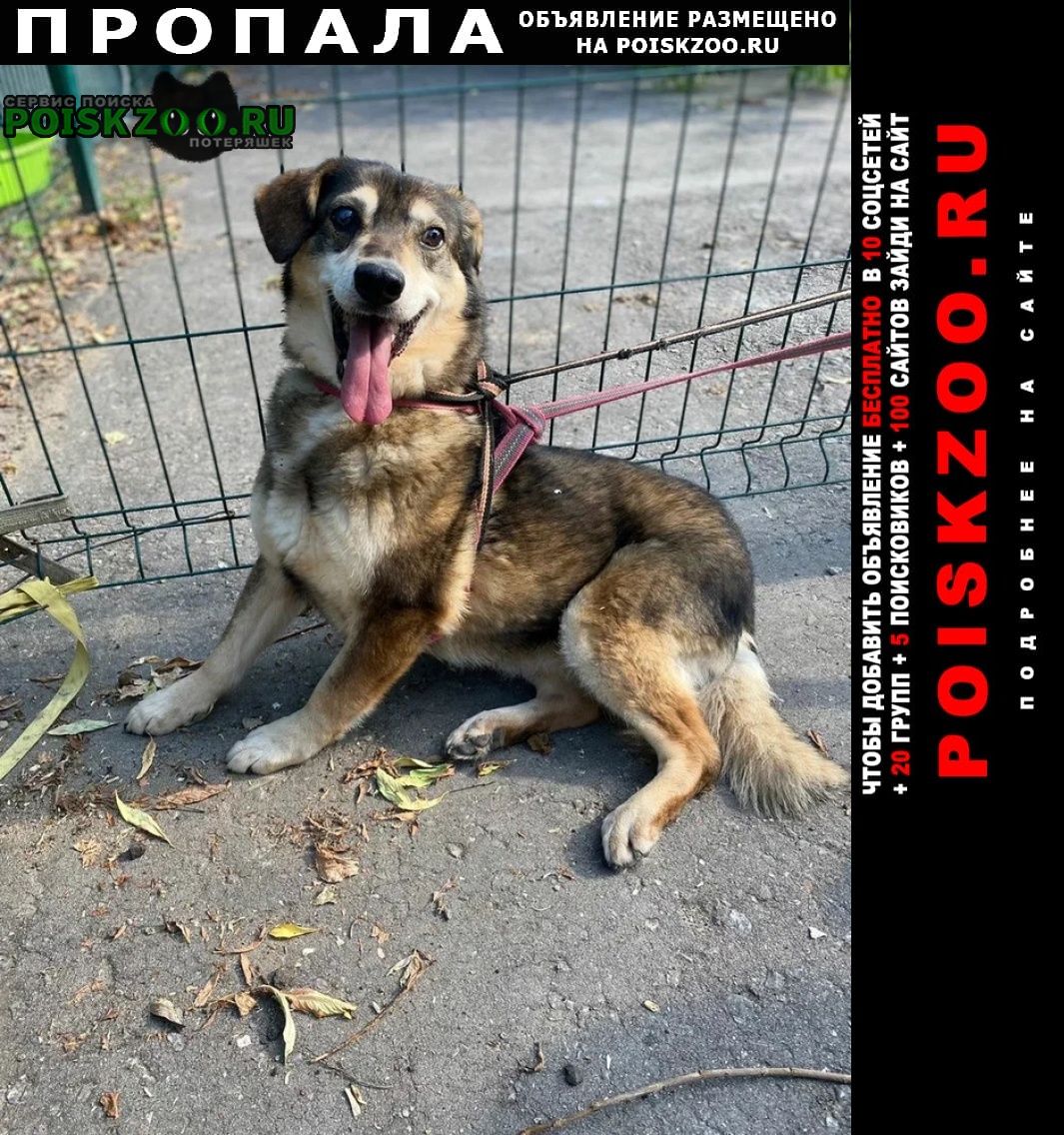 Дубна (Тульская обл.) Пропала собака