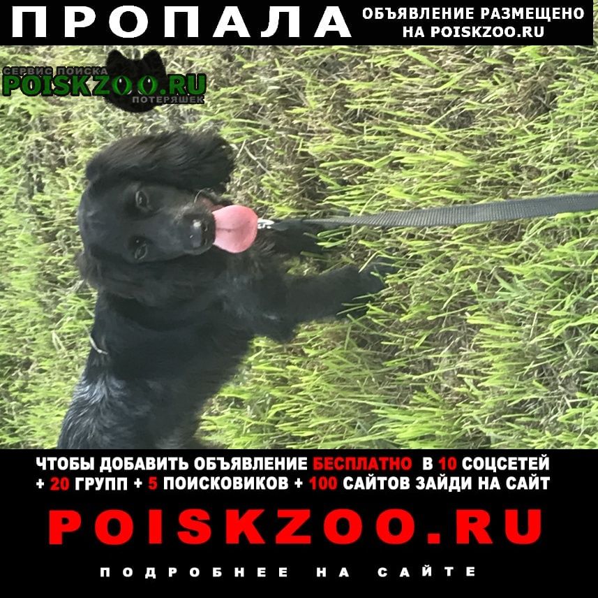 Пропала собака кобель очень ищем Хабаровск
