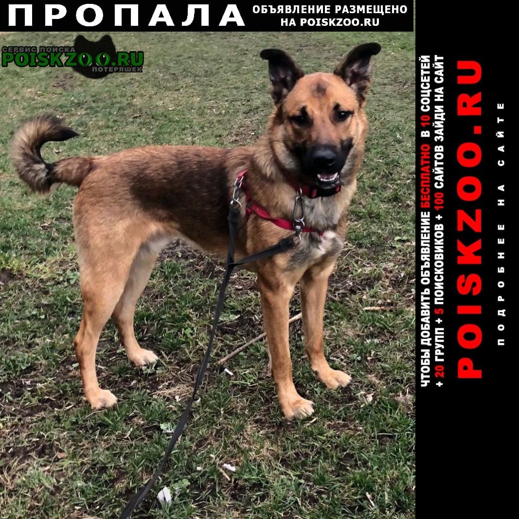 Пропала собака кобель Шилово