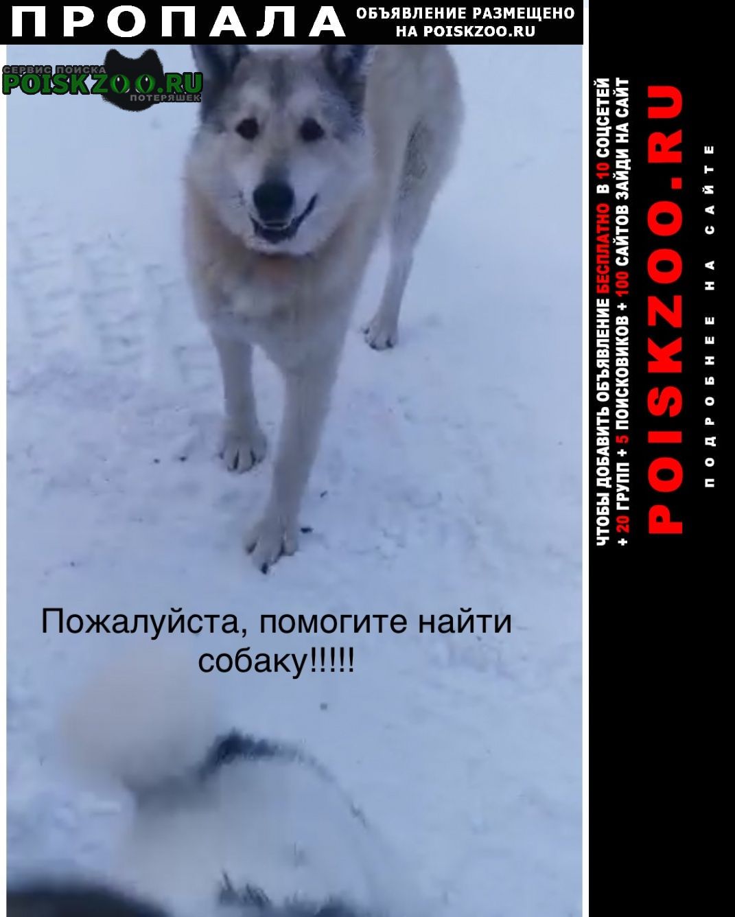 Белоярский (Тюменская обл.) Пропала собака кобель