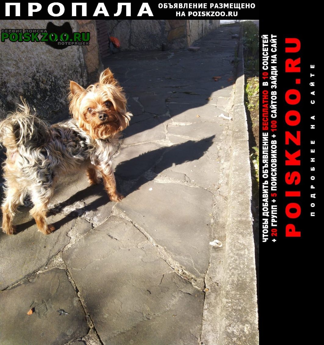 Пропала собака кобель йорк Москва