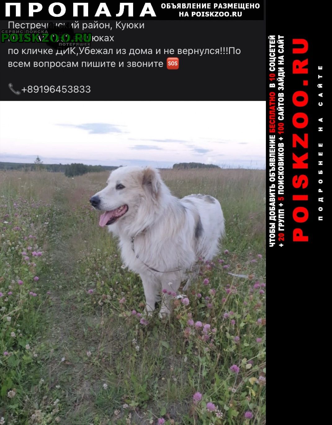 Пропала собака кобель пёс Казань
