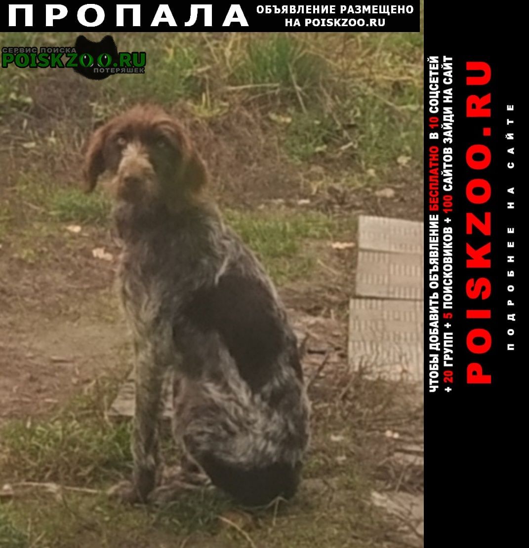 Пропала собака она замёрзнет на улице Воскресенск