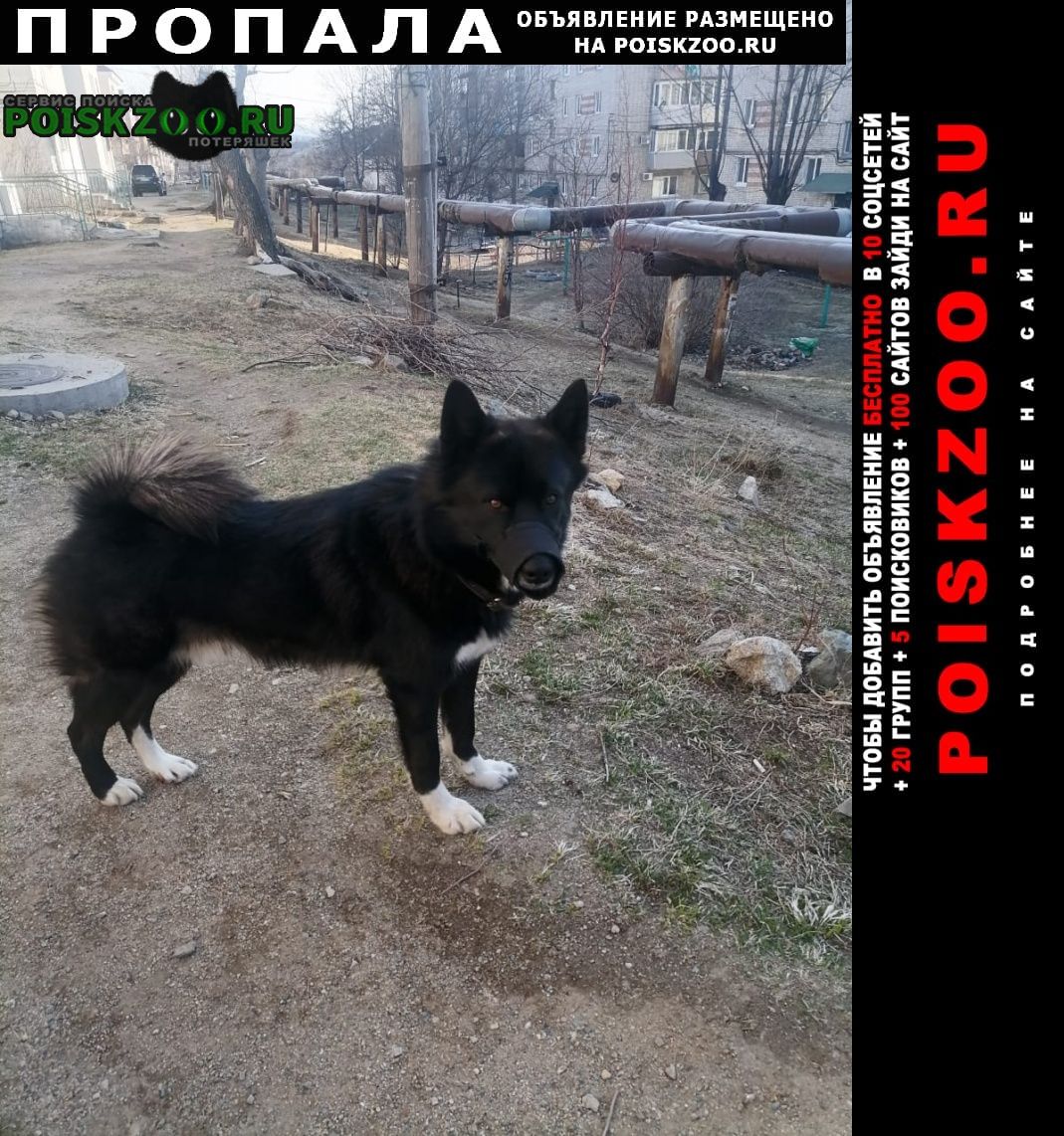 Пропала собака кобель Артемовский (Приморский край)