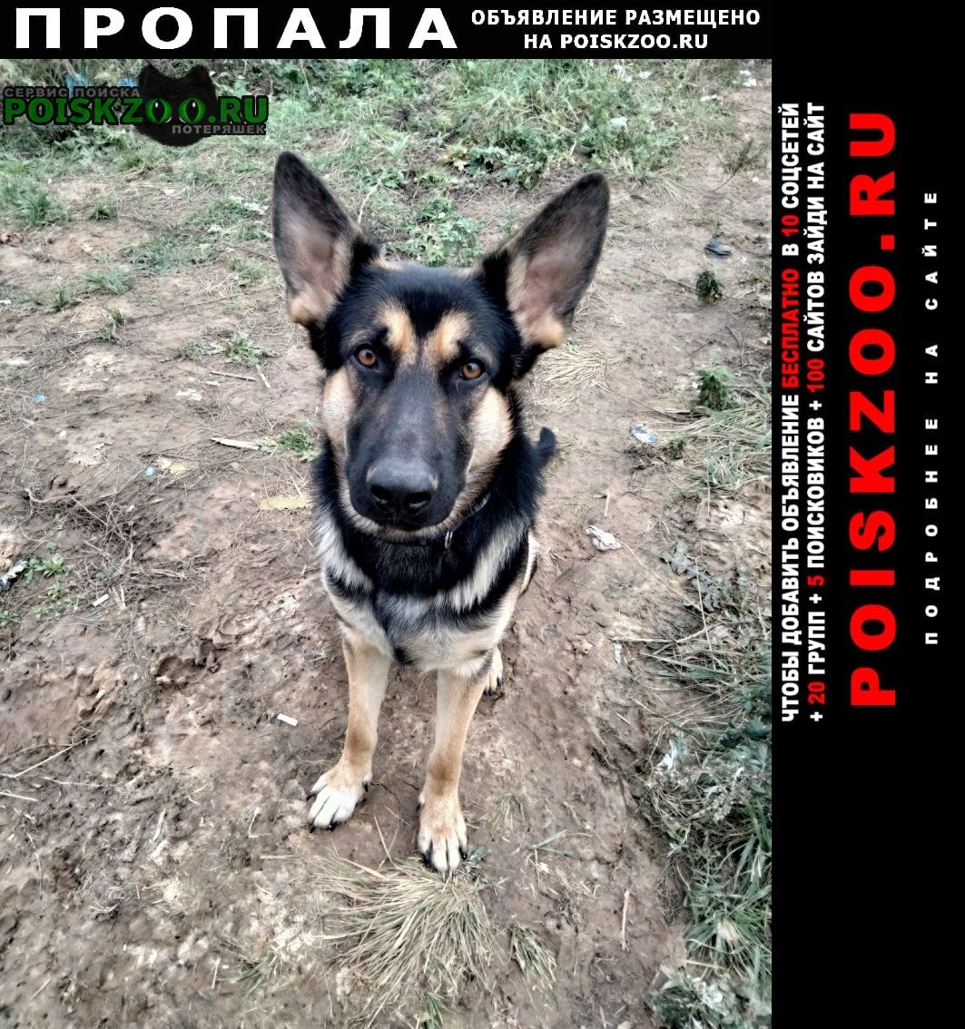 Пропала собака кобель любимый пёс Воскресенск