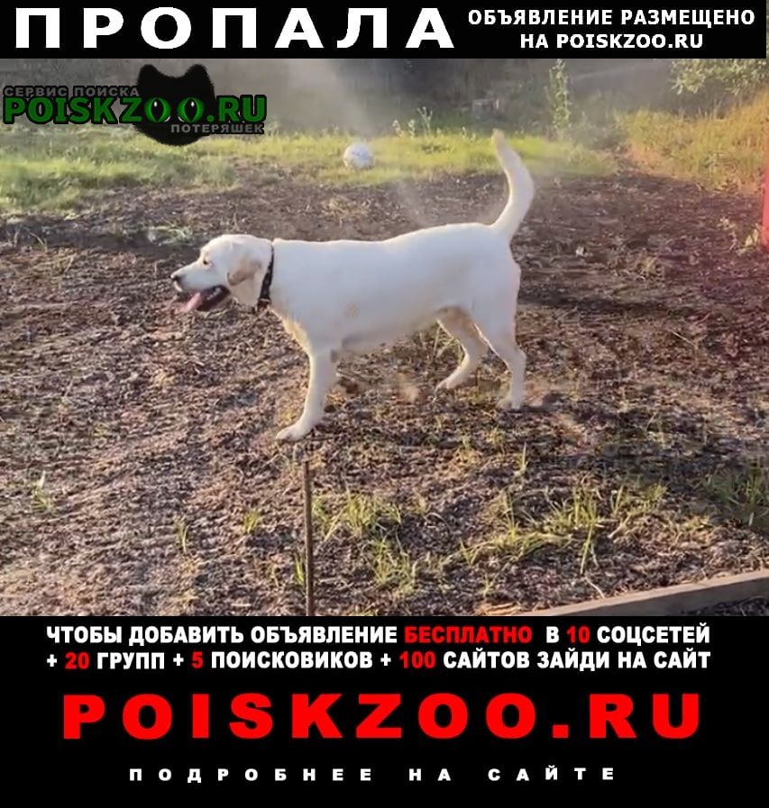 Пропала собака лабрадор Кострома