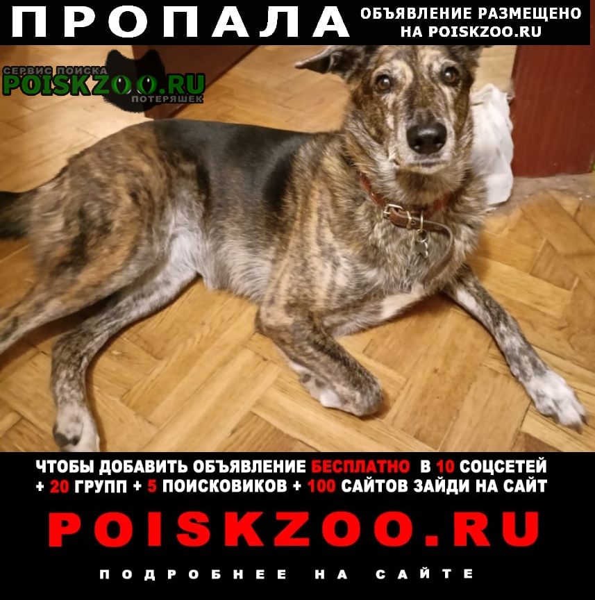 Москва Пропала собака. в 12.30