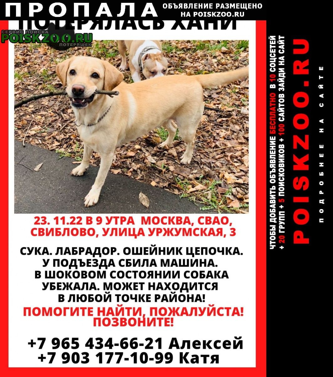 Москва Пропала собака хани найдись