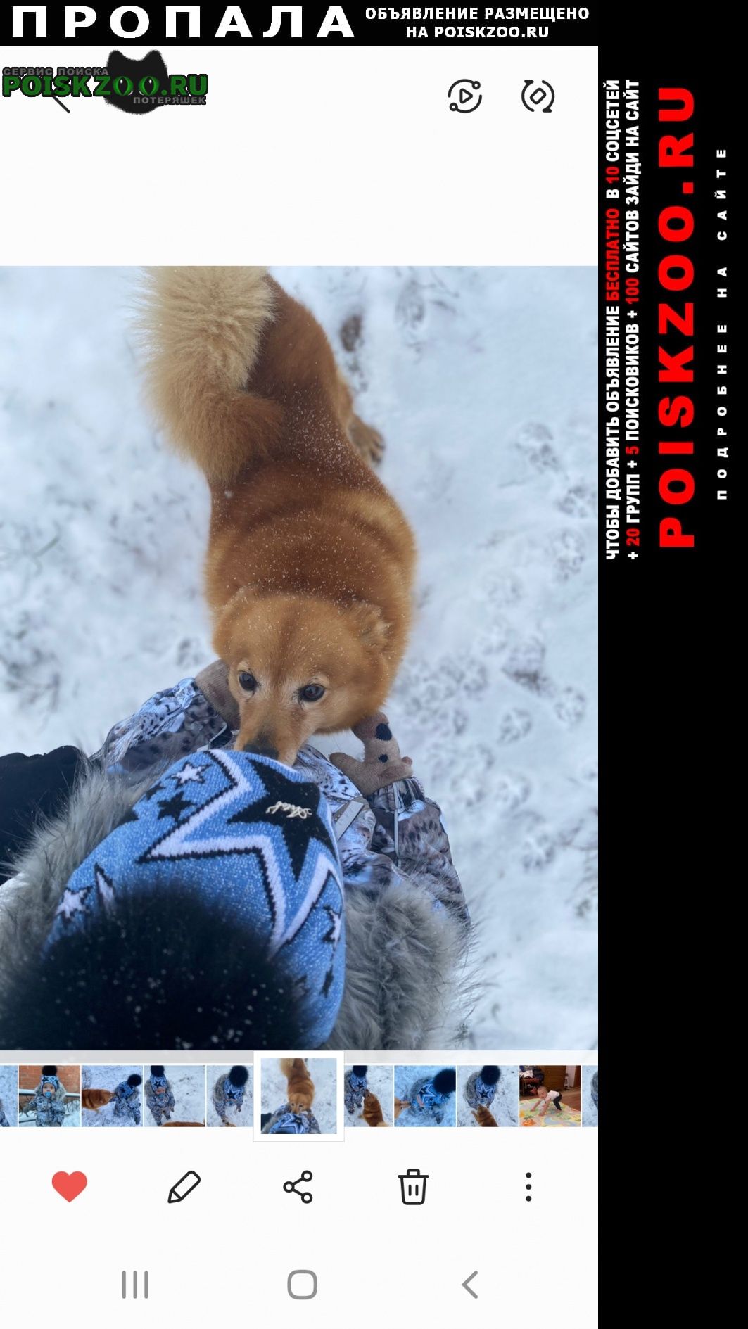 Пропала собака карело финская лайка Подольск
