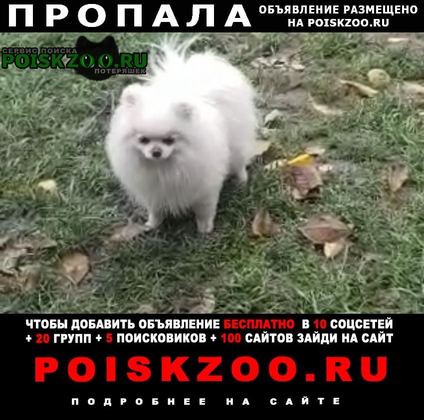 Пропала собака Бишкек