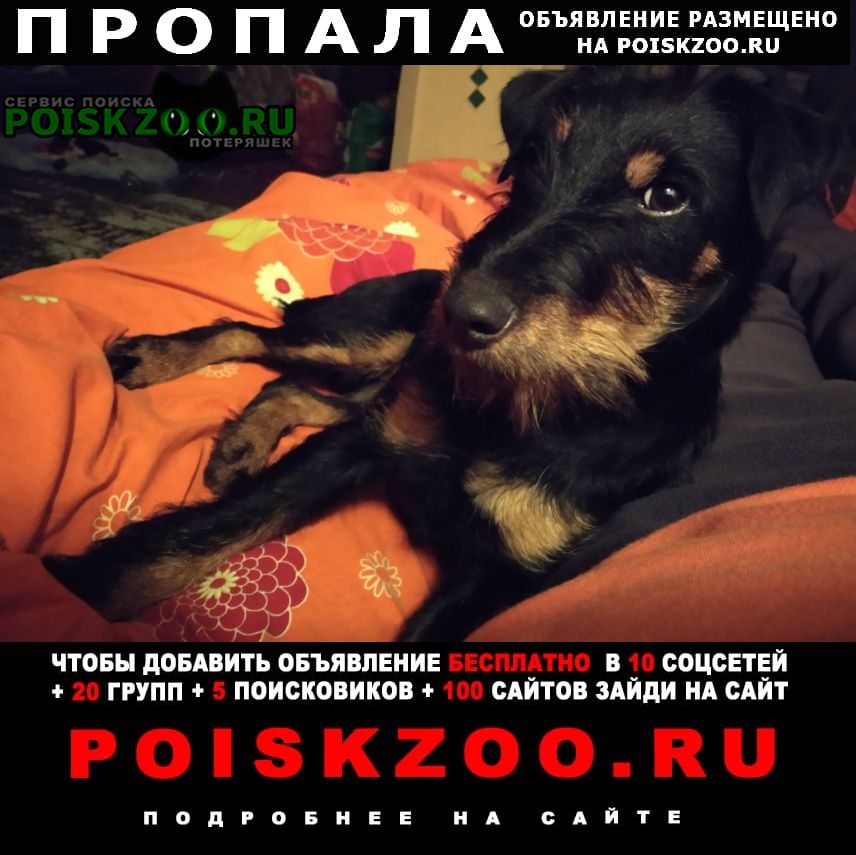 Пропала собака ягдтерьер Москва