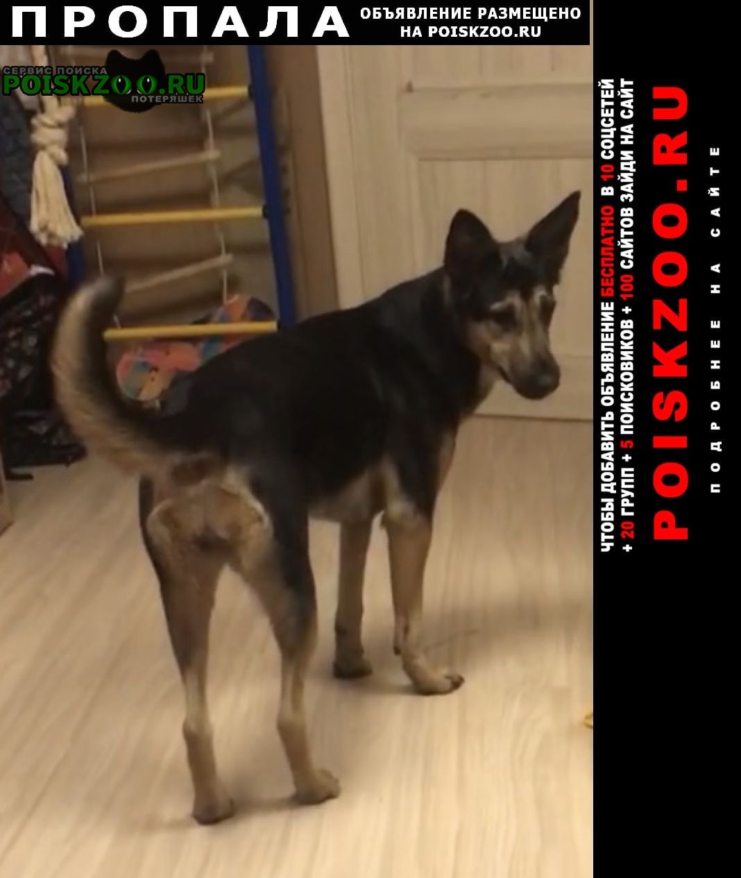Пропала собака 12.12 в 19.30 на суздальском пр, д.7 Санкт-Петербург