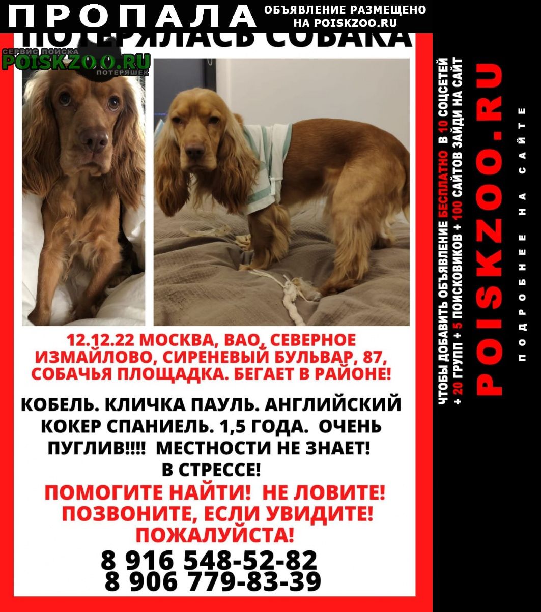 Пропала собака кобель рыжий английский кокер Москва