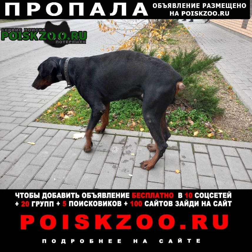 Пропала собака кобель койсуг Батайск