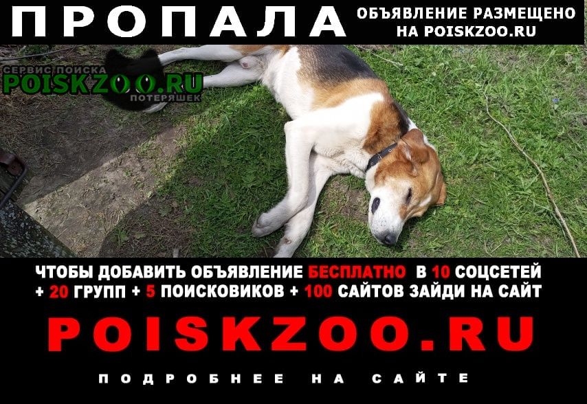 Пропала собака кобель гончая Сосновское