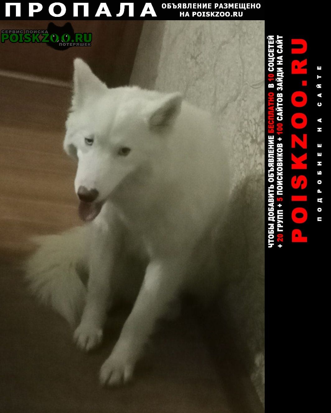 Пропала собака Ульяновск