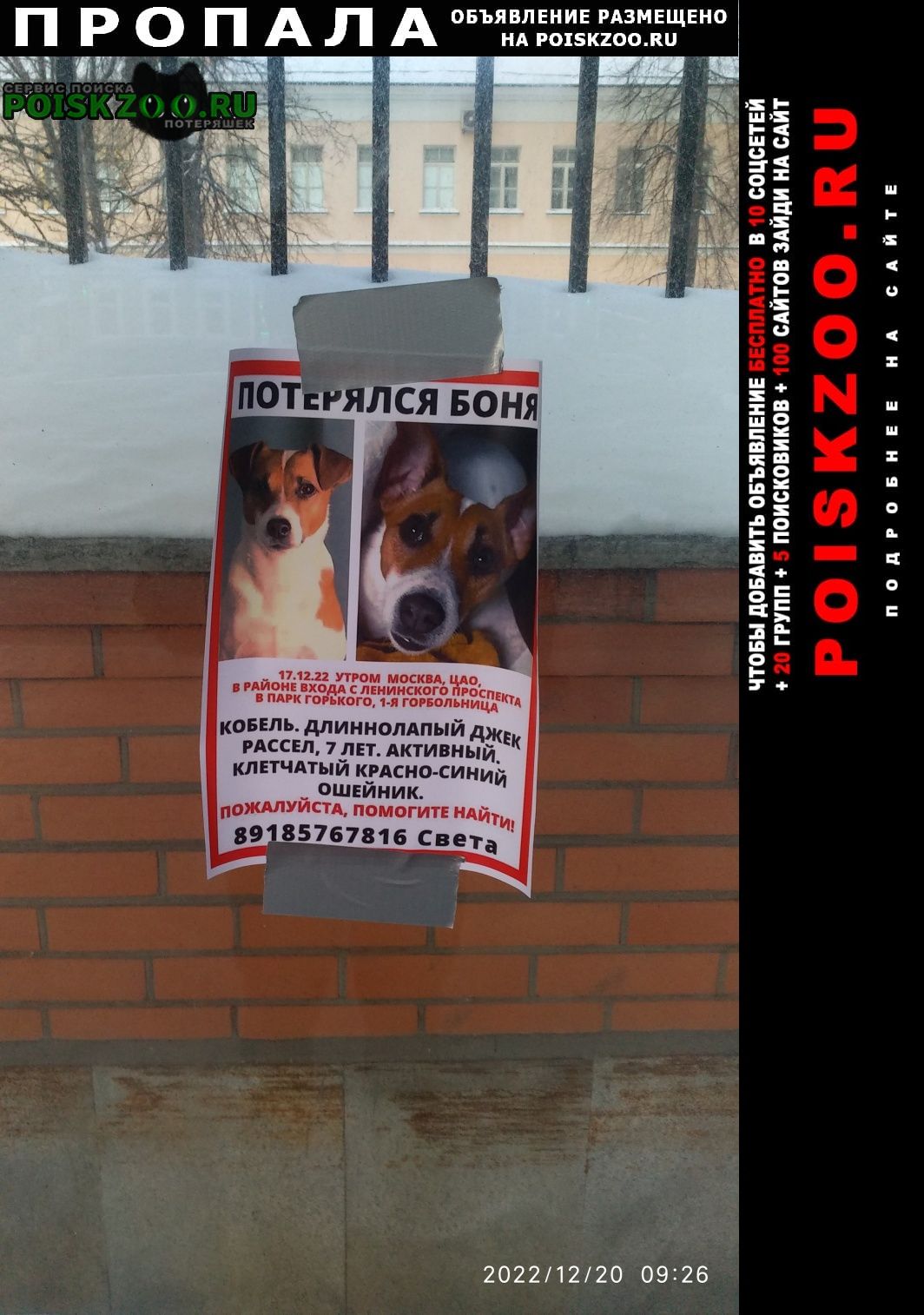 Москва Пропала собака кобель помогите найти