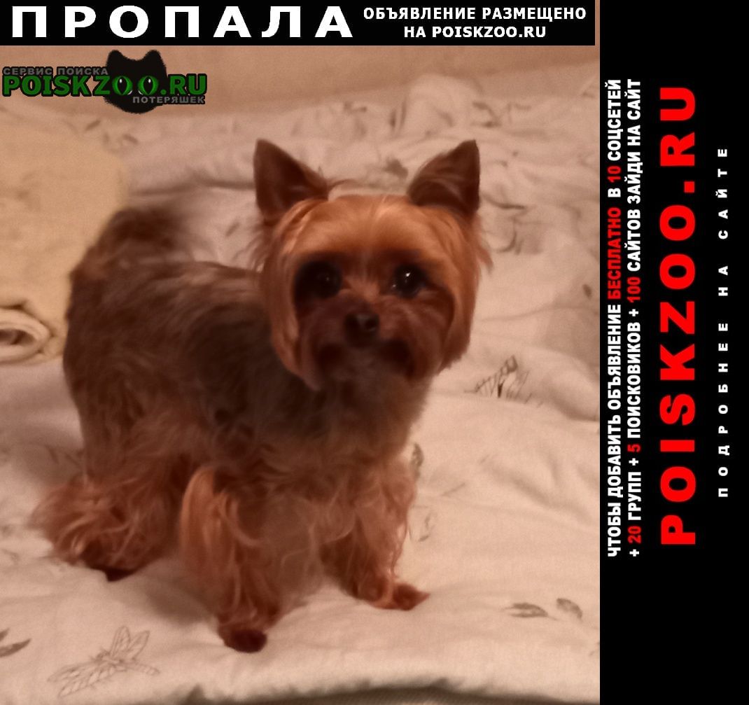 Пропала собака кобель мальчик 8 лет йорк Москва