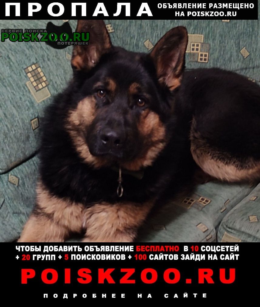 Пропала собака кобель немецкая овчарка 1 год 8месяцев Пуровск