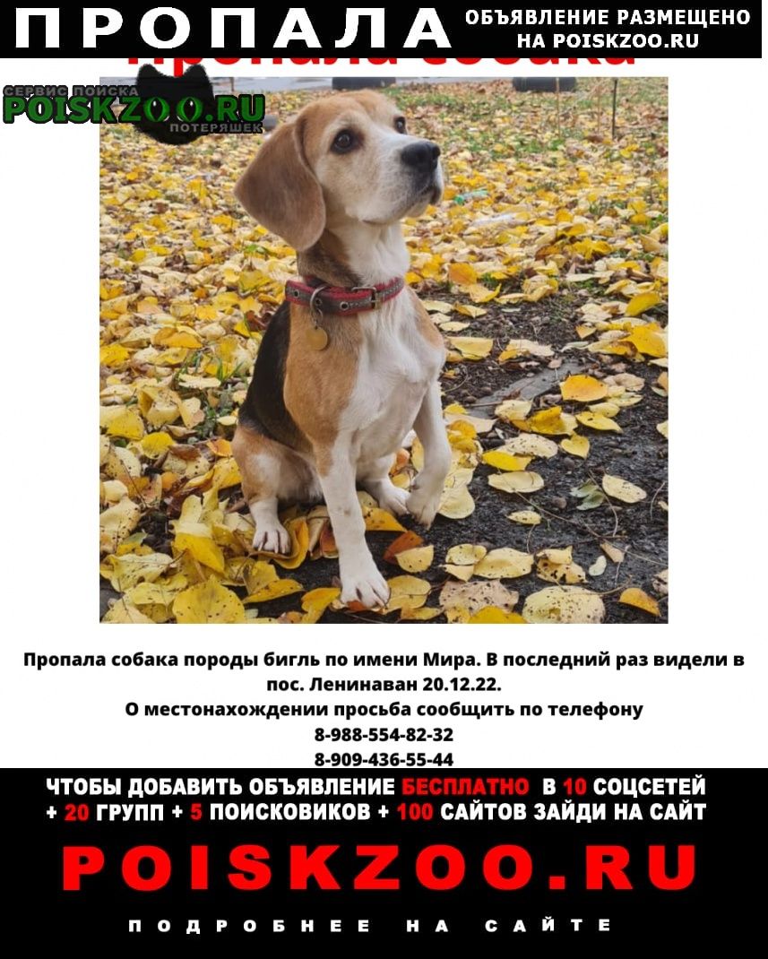 Пропала собака бигль девочка Ростов-на-Дону