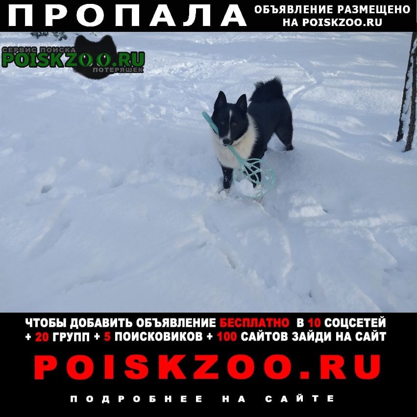 Гурьевск (Калининградская обл.) Пропала собака кобель