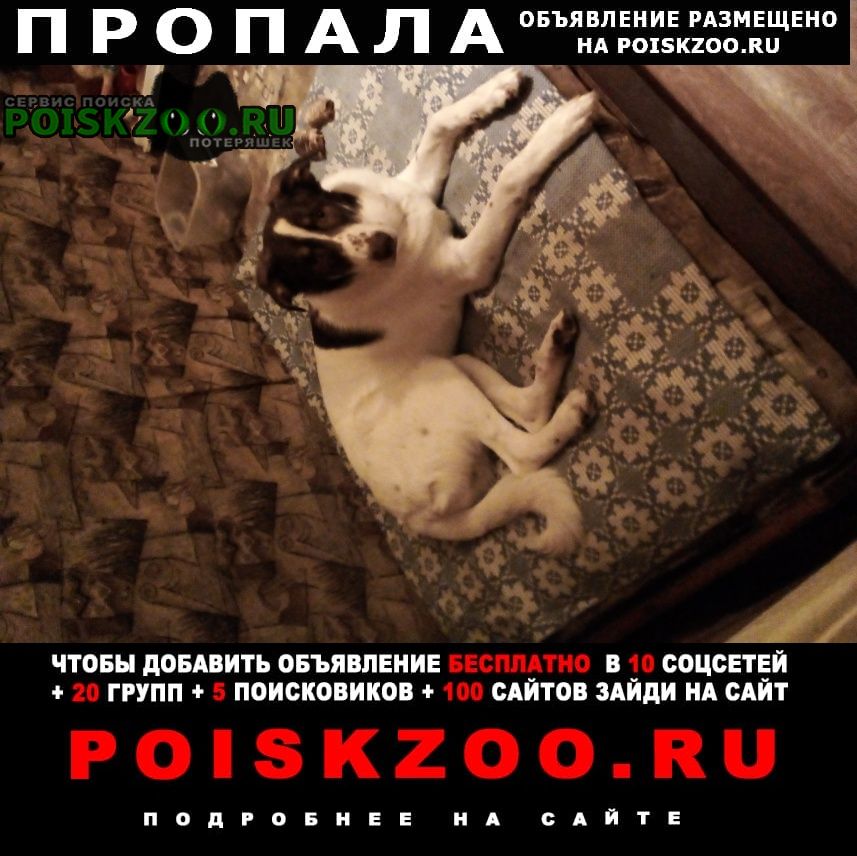 Пропала собака кобель очень любимый мальчишка Иваново