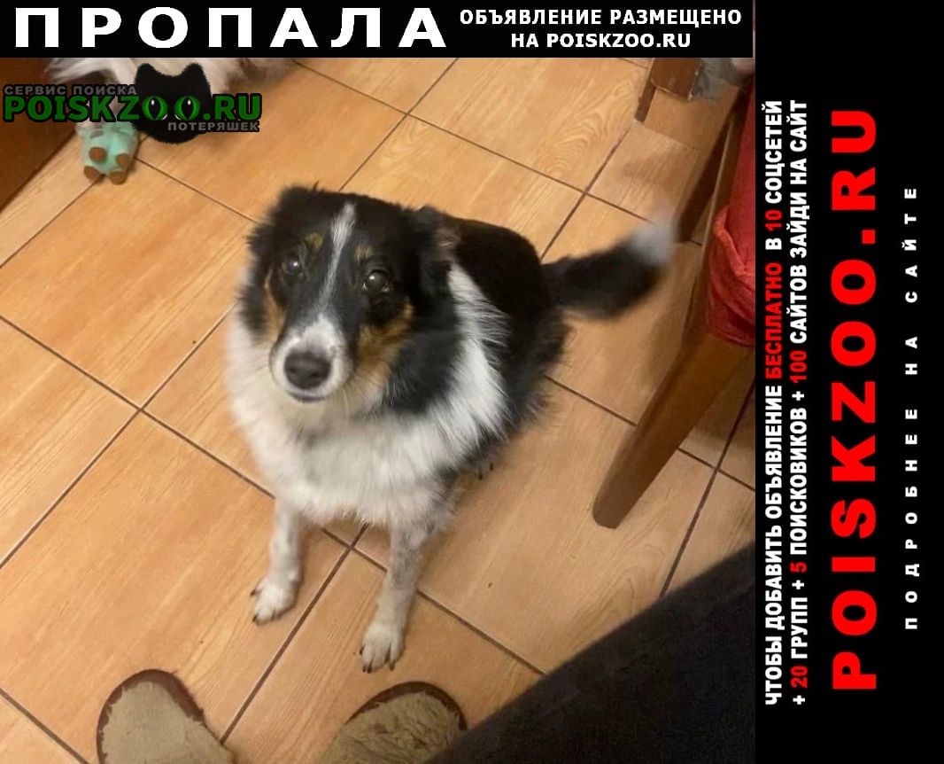 Санкт-Петербург Пропала собака укушена