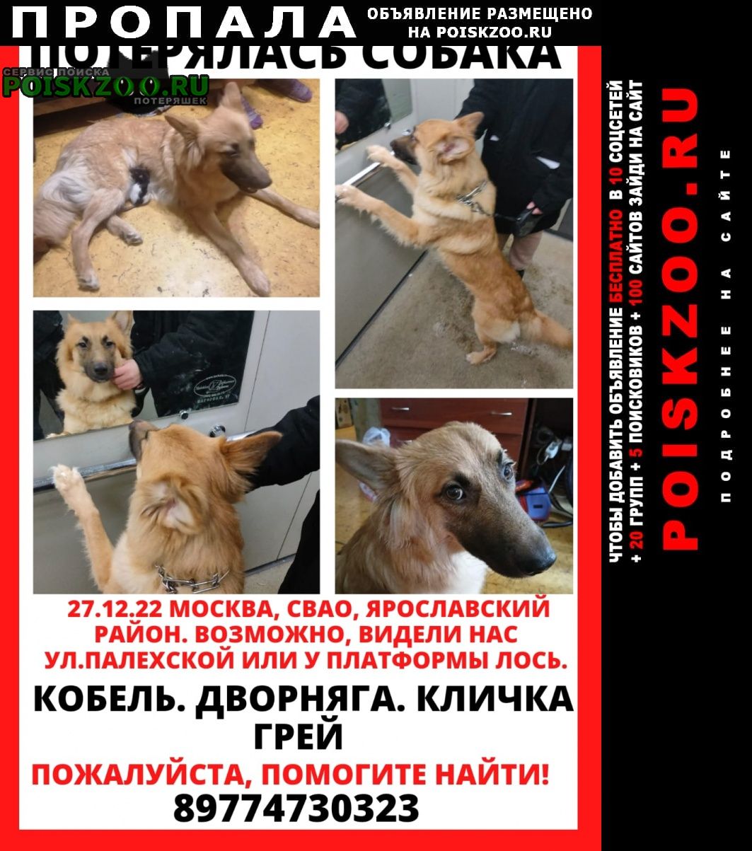 Пропала собака кобель помогите найти, пожалуйста Москва