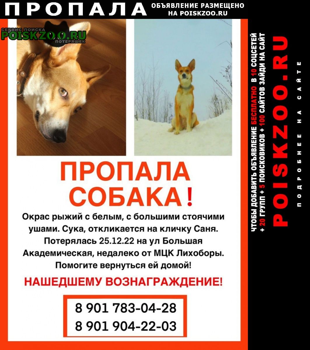 Москва Пропала собака, рыжая, мцк лихоборы