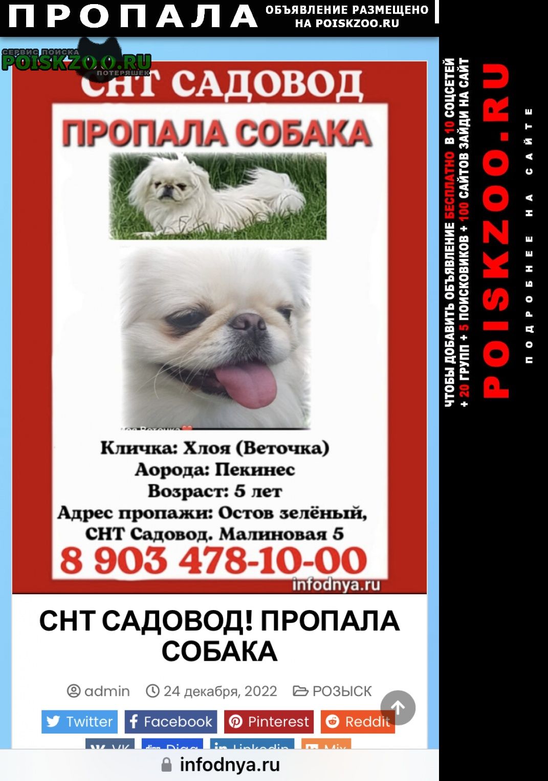 Волжский (Волгоградская обл.) Пропала собака пожалуйста помогите