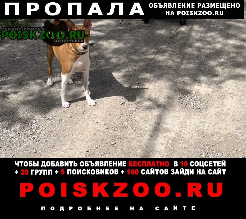 Пропала собака кличка дакар Кемерово