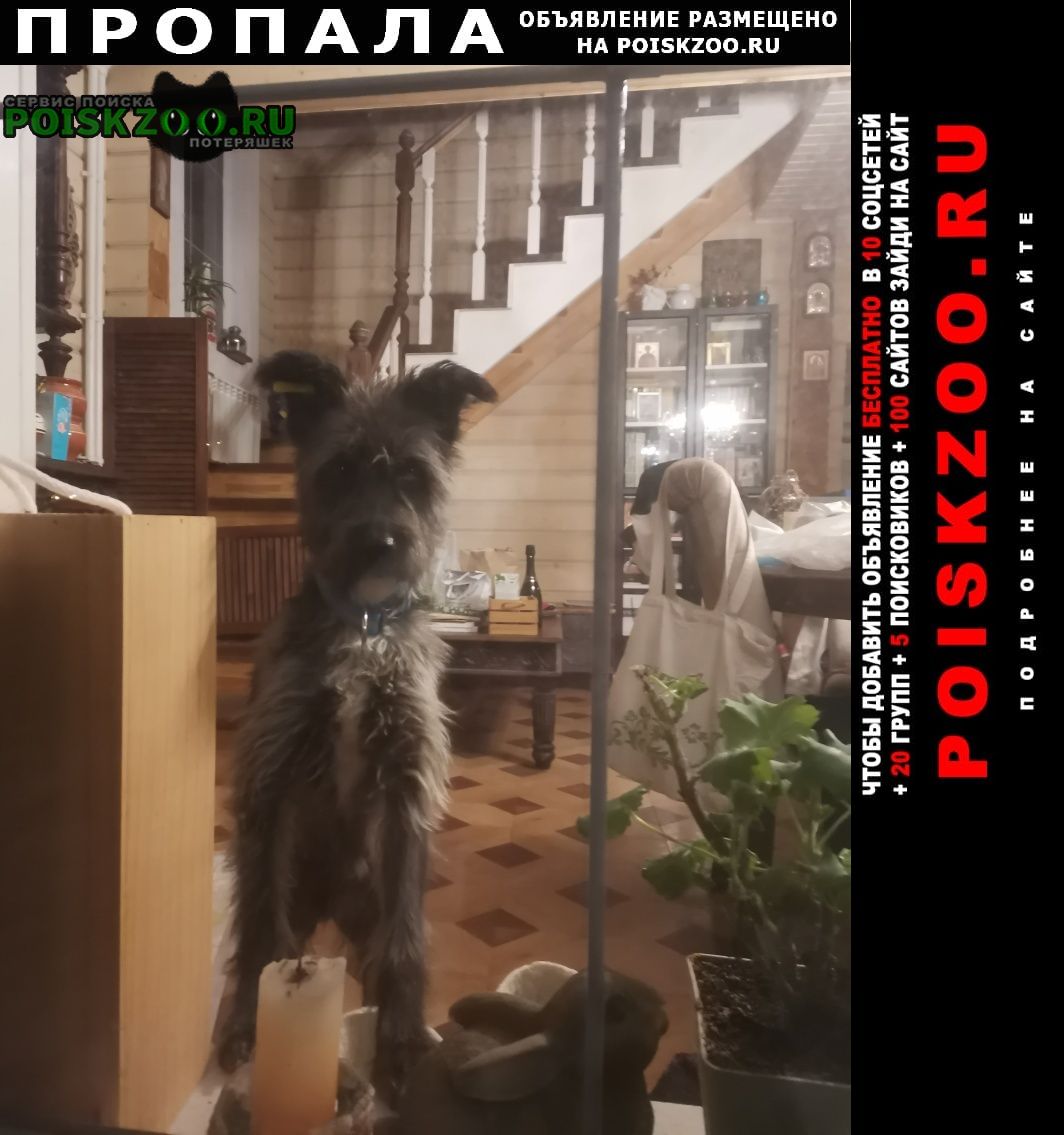 Пропала собака Раменское