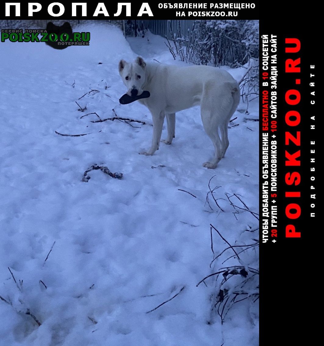Городец Пропала собака кобель 1год. убежал 29 декабря