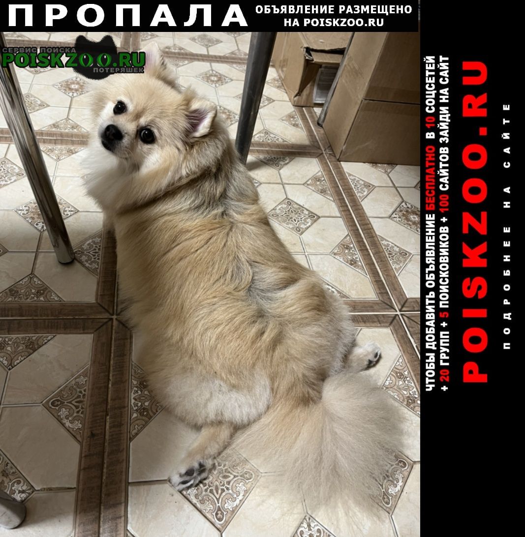 Санкт-Петербург Пропала собака очень пугливый шпиц
