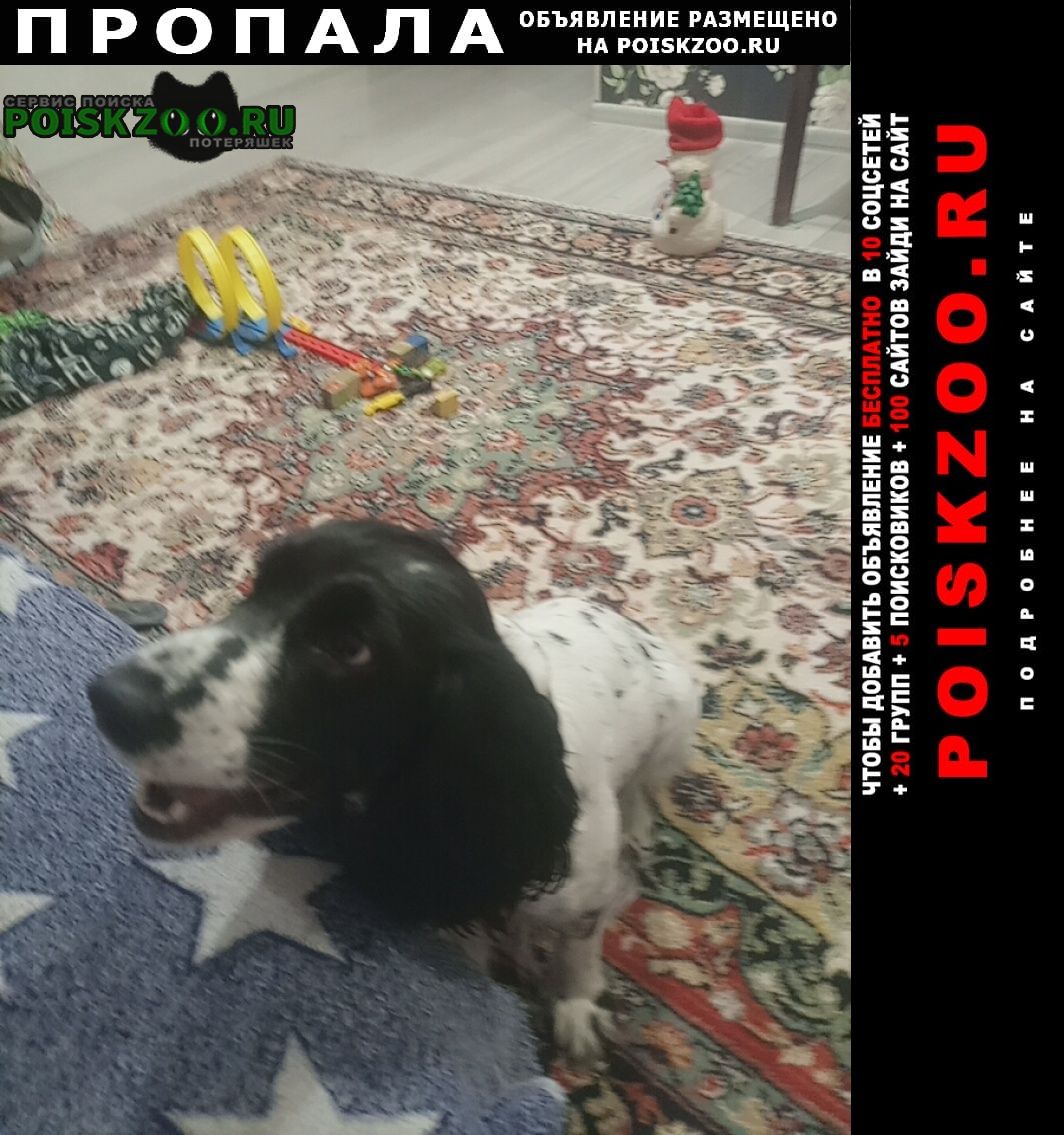 Томск Пропала собака, кличка ёлка (ёла)