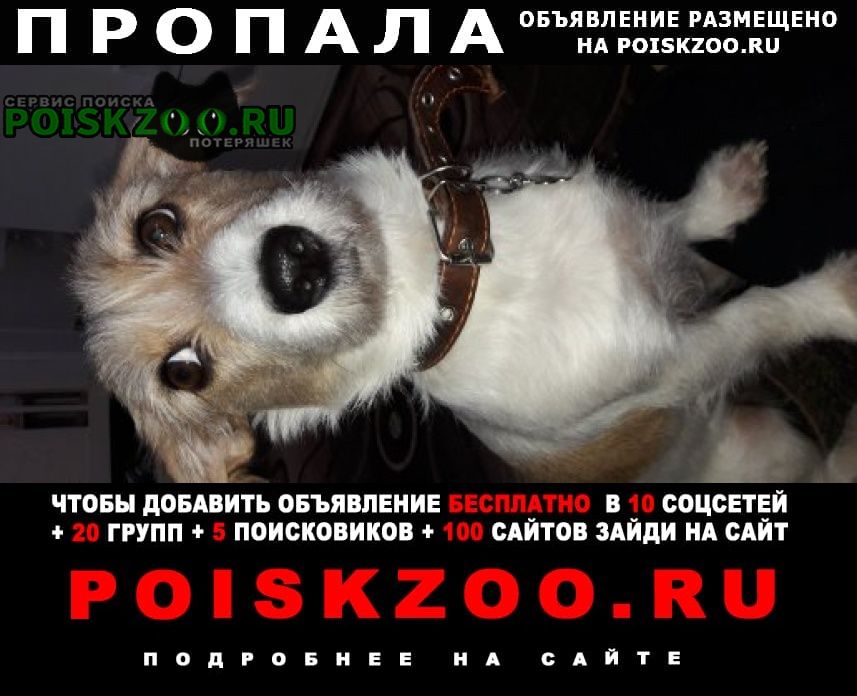 Нижний Новгород Пропала собака по кличке оливия